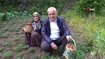 Zonguldak'ta kazancı bol hasat başladı, üretici tavsiye etti: Kilosu 150 TL!
