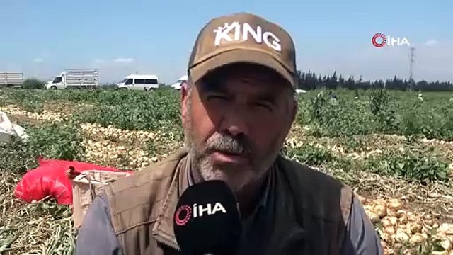 Hatay'da zorlu hasat başladı, 100 dönümden 500 ton ürün: Tarlada kilosu 17 TL!