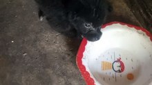 hungry puppy