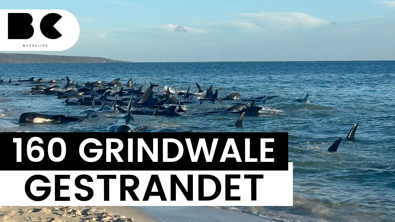 Australien: Tragische Massenstrandung von Grindwalen