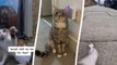Cat owner discovers his pet's secret life after fitting it with a collar camera