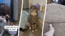 Cat owner discovers his pet's secret life after fitting it with a collar camera