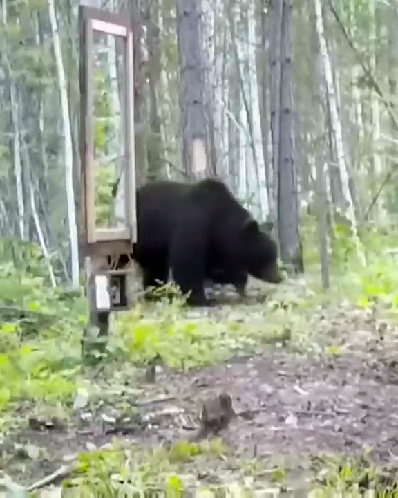 Animal funny video
