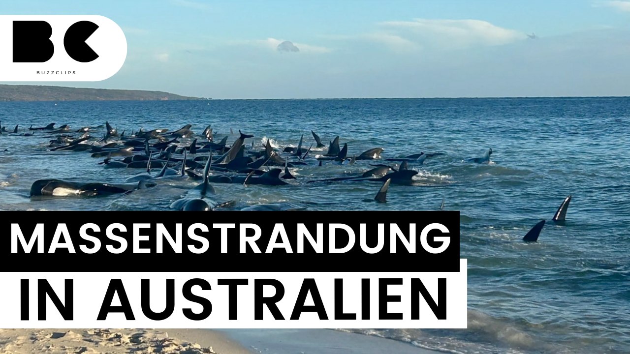 Mindestens 160 grindwale in australien gestrandet