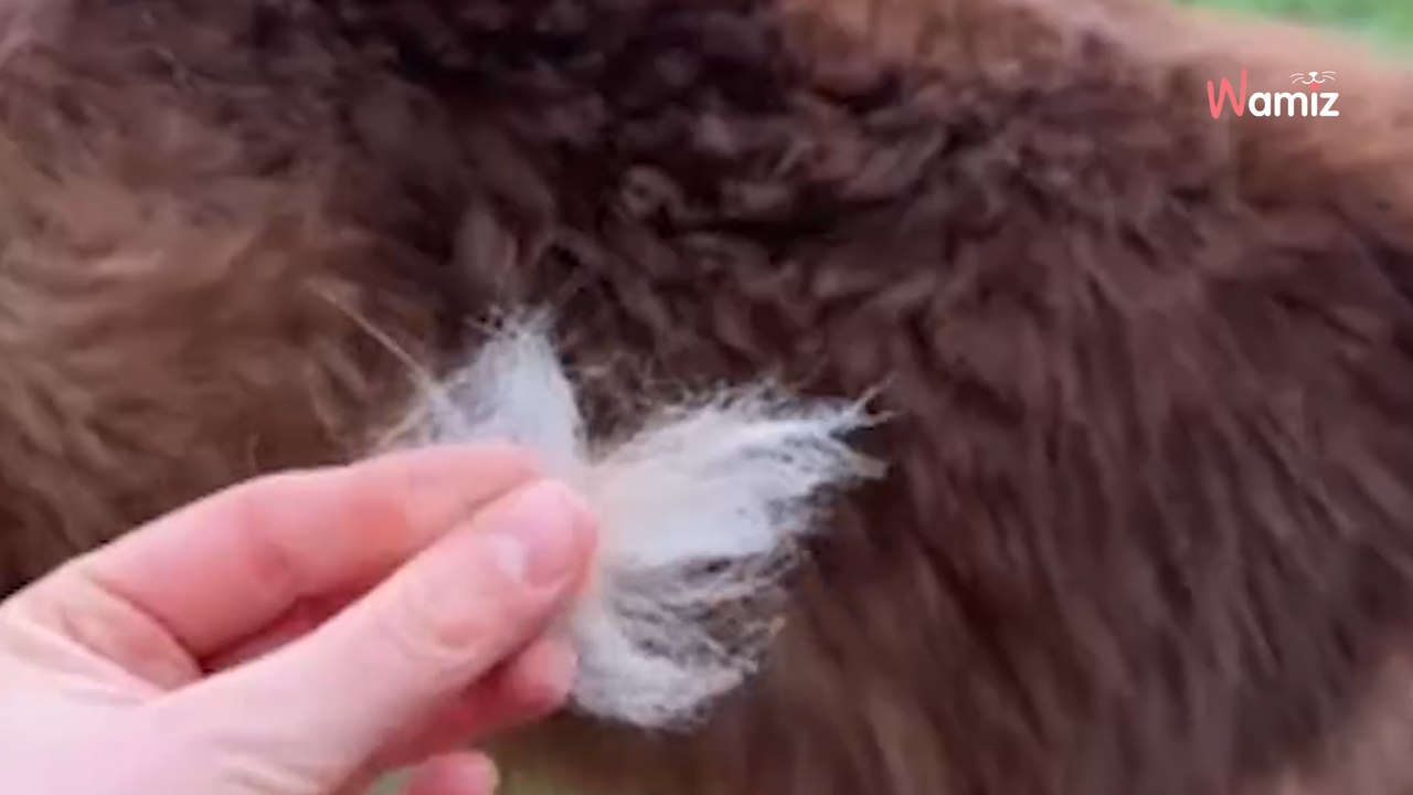 Lève la main si ton quotidien est couvert de poils ? ✋