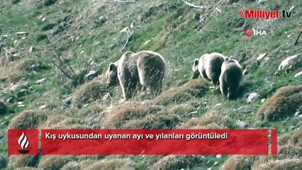 Yer: Sivas! Ayılar ve yılanlar böyle görüntülendi