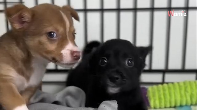 Jedyne, czego pragną, to kontakt z człowiekiem: 4 szczeniaczki robią wszystko, by ktoś zwrócił na nie uwagę (video)