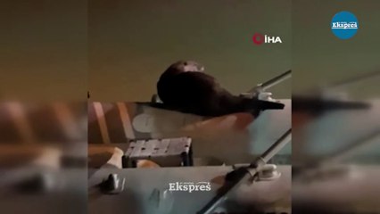 Diyarbakır’da su samuru görüldü
