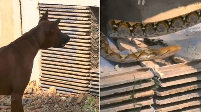 Moment barking dog alerts owner to huge 7ft python hiding under house