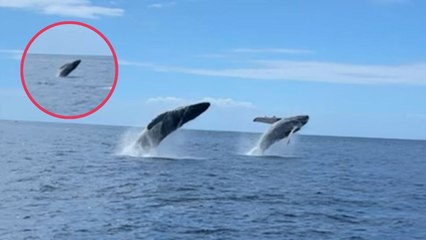 Humpback Whales Breach In Tandem Before Baby Copies Them | Wild-ish TV