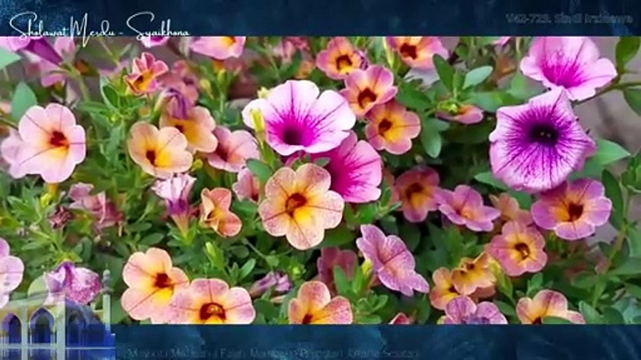 Sholawat Merdu  Syaikhona - Musik I Lagu I Remix