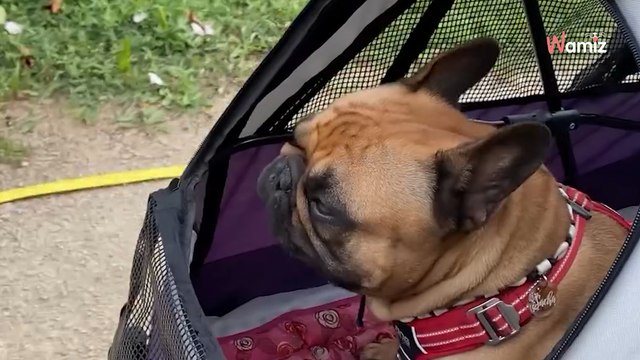 Découvrez une tendre complicité entre humains et chiens