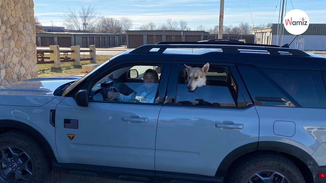 Frau bringt Hund in Tierklinik: Als der Chip ausgelesen wird, ist die Überraschung riesengroß!