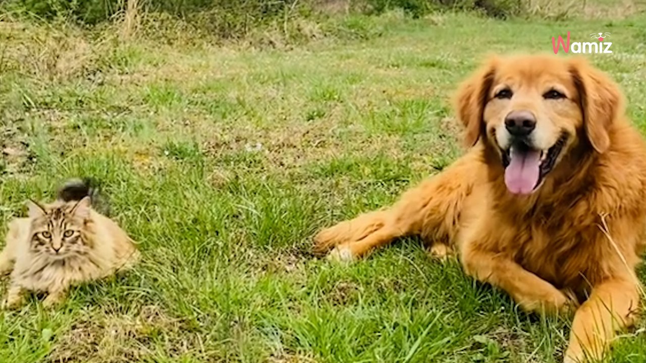 Seit er auf dem Land lebt, verbringt der Golden Retriever Santi gerne Zeit mit Hühnern, Küken und Gänsen vom Bauernhof.