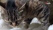 No one wants 17 year old cat until a chance encounter changes her life (video)