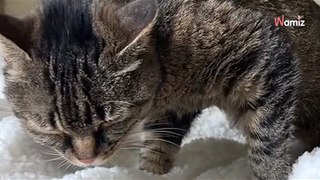 No one wants 17 year old cat until a chance encounter changes her life (video)