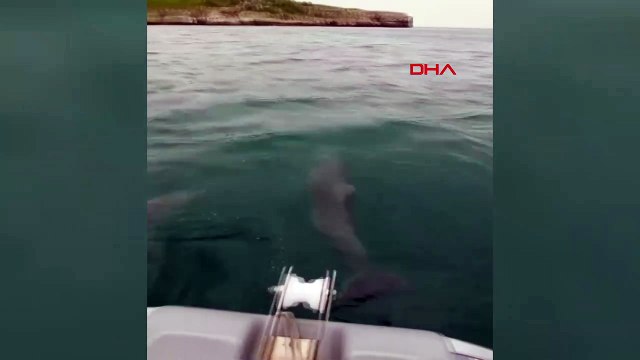 Balık tutmak için denize açıldı! Tekneyle yunuslar yarıştı..