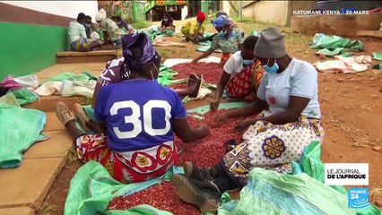 Kenya : "des haricots résistants" face au changement climatique