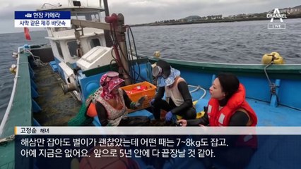 [현장 카메라]사라진 미역·톳…사막화 되는 제주 앞바다