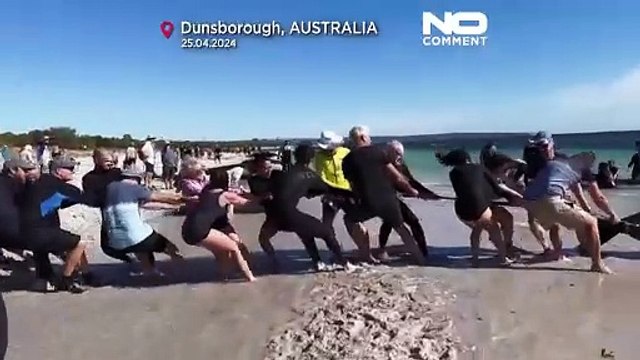 NO COMMENT: Decenas de ballenas piloto varadas en la costa occidental de Australia