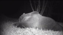 Valle di laghi, orso prende sonno davanti a una fototrappola