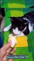 Funny Animal Videos  Funniest Cats and Dogs Videos.