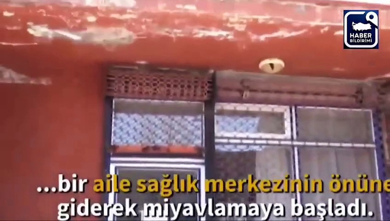 Kediden inanılmaz azim! Yavrularını doğacakken yaptıklarına bakın