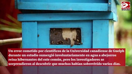 Las abejas pueden sobrevivir una semana bajo el agua