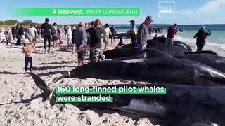 Scientists probe causes behind mass beaching of pilot whales in Australia
