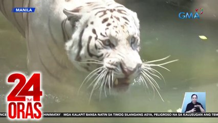 Vet - ilang hayop, pwede ring ma-heatstroke; bloke ng yelo, patok sa ilang hayop sa Manila Zoo | 24 Oras