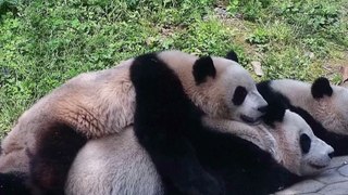 Giant Panda Mom and Cub Share Heartwarming Moments in Touching Video Footage