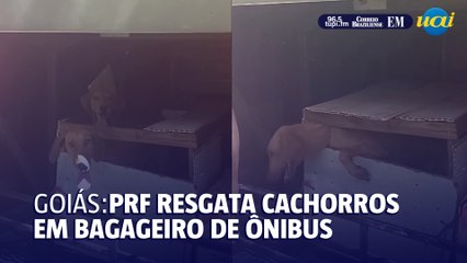 PRF resgata cachorros em bagageiro de ônibus