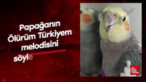 Kırşehir'de Cins adlı papağanın 'Ölürüm Türkiyem' melodisini söylediği anlar