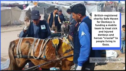 The donkeys helping in war-torn Gaza