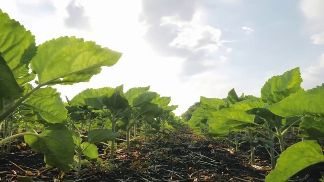 Ue, arriva la riforma della Politica Agricola Comune
