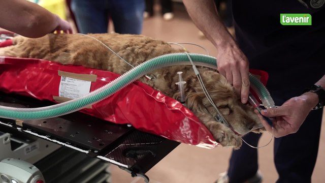 Radiothérapie pour chien à la clinique vétérinaire universitaire de Liège