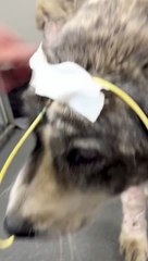 RSPCA hunt for owner of pup rescued from 15-foot shaft