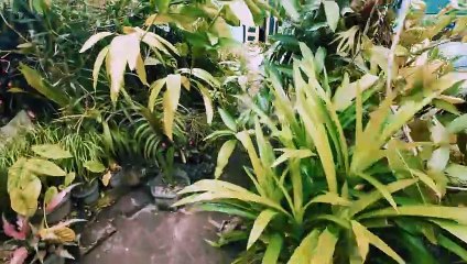 Indonesia's Scenic Natural Beauty 🌿