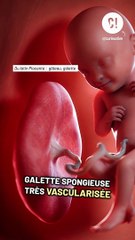 Comment les bébés s'alimentent-ils pendant la grossesse ?