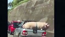 Porco e cabrito são transportados sem proteção em caminhonete na Rodovia Raposo Tavares