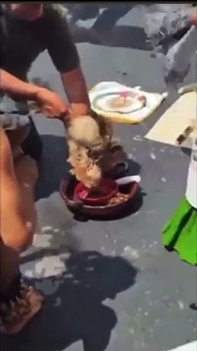 Galinha é sacrificada em cerimônia no Senado Mexicano