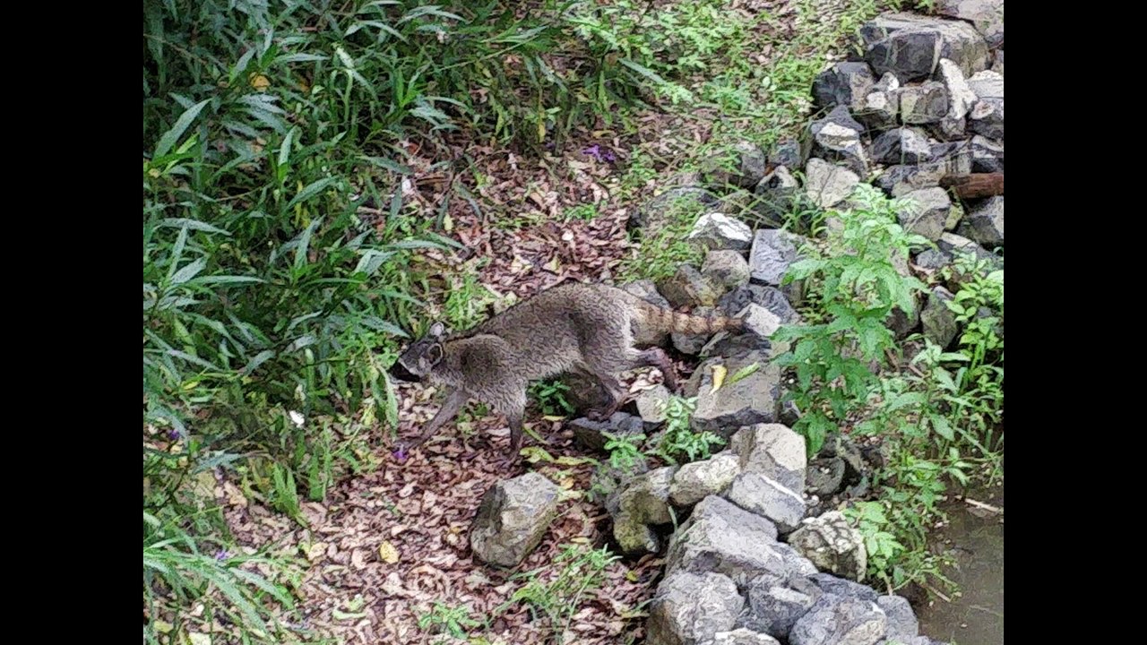(181) Las Catalinas - Stadt mit Strand in Guanacaste | AUSWANDERN COSTA RICA