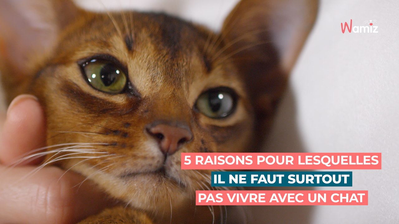 Top 5 des raisons pour lesquelles il ne faut SURTOUT pas vivre avec un chat