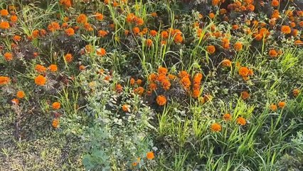 Schaffung einer rechteckigen Blumenfläche im Garten