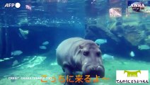 Giappone: l'ippopotamo maschio era in realta' femmina, la verita' dopo 7 anni