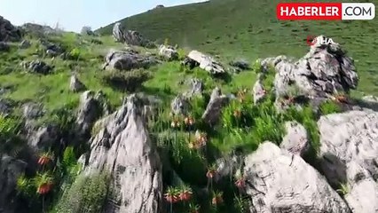Bitlis'in huzur veren tepesinde ters lale güzelliği