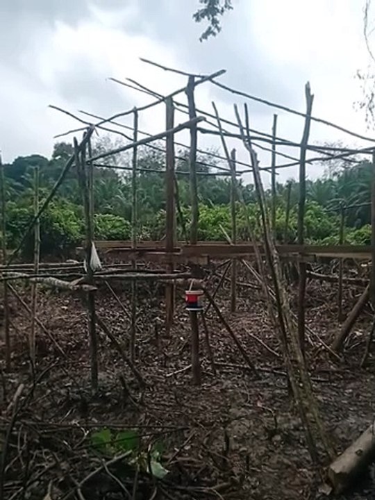 Pembuatan Pondok di Ladang Masyarakat Adat Cenaku Kecil