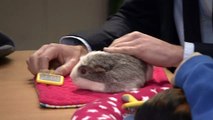 William plays with a guinea pig at Birmingham urban farm