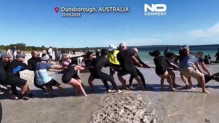 NO COMMENT : au moins 26 baleines à bosse meurent après un échouage massif en Australie