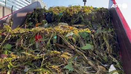 Paris 2024: comment se baigner sans danger dans la Seine ?